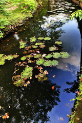 Naklejka premium Water lilies in the moat ofthe rampart. Intramuros-Manila-Philippines-0938