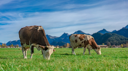 Fototapeta na wymiar Healthy Cow On Pasture