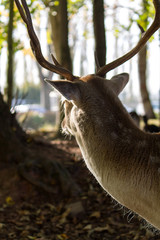 Cerf dans la nature qui regarde du côté urbain