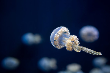 jellyfish in aquarium