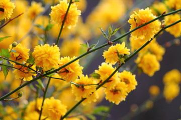 Goldenglowscub with bright yellow vevet blossom