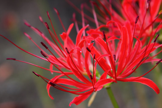 Red Spider Lily Or Lycoris Radiata, Japan