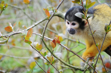 Squirrel monkey