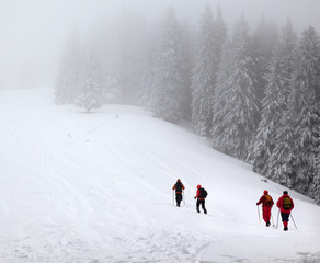 Trekkers go up on snowy slope in snow-covered spruce forest at haze