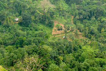 Forest in sri lanka