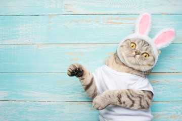 Easter cat with rabbit ears. Banner, Easter screensaver for design