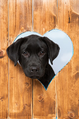 Labrador retriever puppy looks out of a hole in the fence
