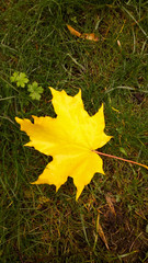 autumn leaves on green grass
