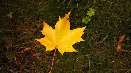 autumn maple leaves on the ground