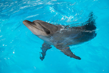 Portrait of dolphin in the pool during sunny day