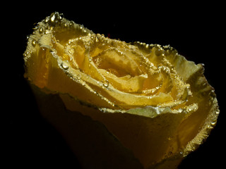 A yellow rose with rain drops