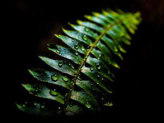 Fern leaves with rain drops