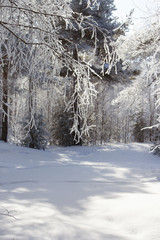 beautiful birch branches in frost in csunny forest in winter