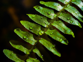 Fern leaves with rain drops