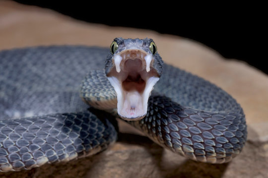 Venomous Bush Viper Snake (Atheris squamigera) showing fangs - Rare Black Color
