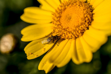Yellow Daisy Close-up Photography Macro