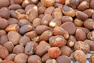 Tauga nuts, or Ivory nuts in a pile, Ecuador, South America.