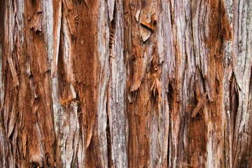Giant Redwood Tree Texture, Background