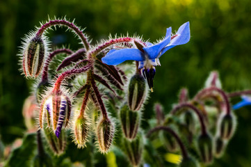 Borage Macro photography Close up Photography