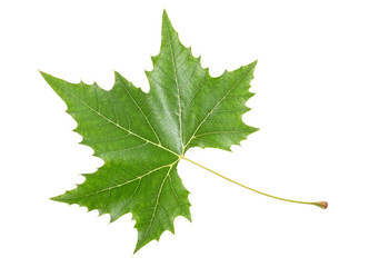 Green maple leaf isolated on white background