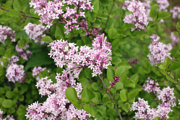 Syringa meyeri Palibin (Korean lilac)