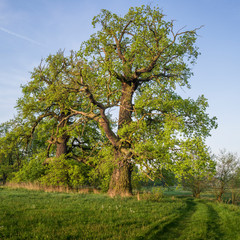 Dęby w dolinie Warty, Rogalin © Piotr Szpakowski
