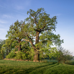 Dęby Rogalińskie © Piotr Szpakowski