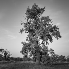 Stary Dąb z Rogalina © Piotr Szpakowski