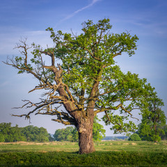 Stary Dąb z Rogalina © Piotr Szpakowski