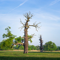 Dęby Rogalińskie © Piotr Szpakowski