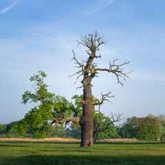 Dęby Rogalińskie © Piotr Szpakowski