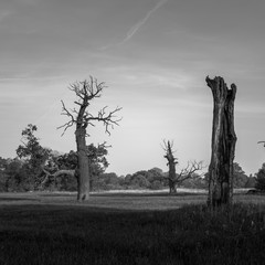 Dęby Rogalińskie © Piotr Szpakowski