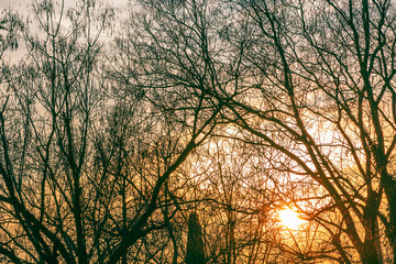 Sunset through the branches of trees. The sun. Winter time. Backlighting.