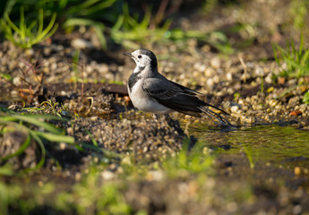 Motacilla alba (Alveola Branca) close-up portrait near a puddle, Povoa de Lanhoso, Portugal.