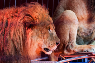PRIMER PLANO DE LEÓN EN EL CIRCO ILUMINADO POR FOCOS DE COLORES