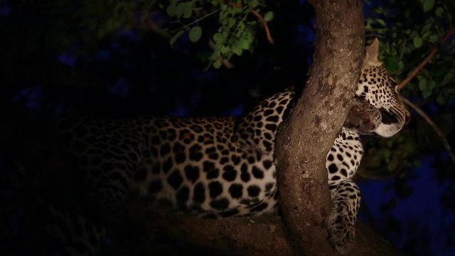 Young male leopard lies in a marula tree in the darkness in Greater Kruger National Park in South Africa. Leopard is illuminated by spotlight and looks briefly at camera. Wind blows through leaves.