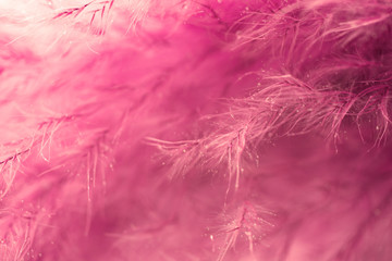 Living coral feather abstract background. Studio macro shoot.