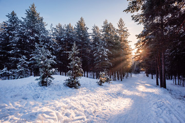 сосны и ели