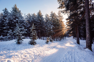 сосны и ели