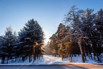 сосновый бор