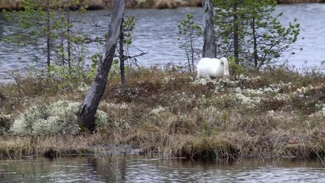 Whooper swan (Cygnus cygnus) nests on a small island among the pine forests of Lapland. The clucking hen incubates the eggs and occasionally corrects the nest using raindeer moss

