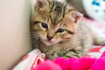 Striped tiger kitten on the blanket, 3 weeks cute small kitty with blue eyes