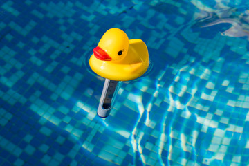 Yellow duck funny thermometer in swimming pool, bath