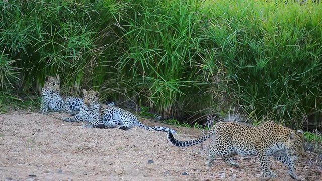 Female leopard and two cubs rest on a sandy riverbed in Greater Kruger National Park in South Africa. Leopard walks and lies down. Green grass/bushes in the background.