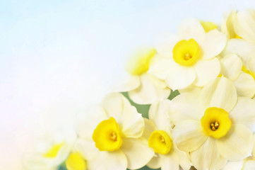 Spring blossoming yellow daffodils, springtime blooming narcissus (jonquil) flowers
