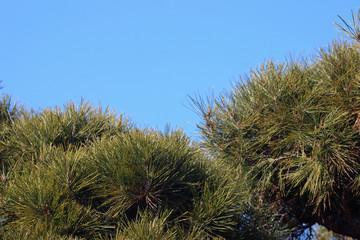 소나무 조경 산모양