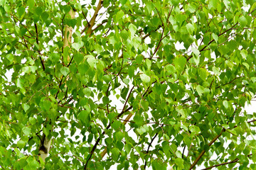 Naklejka premium Fresh green leaves of birch tree on a sunny summer day. Background. Texture.