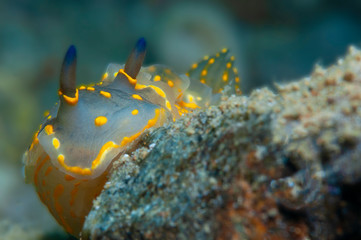 A small yellow sea snail slides on the stones to look for food.