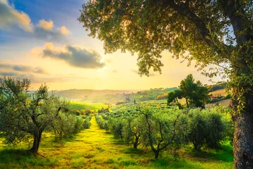 Fototapeten Landschaftspanorama der Maremma und Olivenbäume bei Sonnenuntergang. Casale Marittimo, Pisa, Toskana Italien © stevanzz