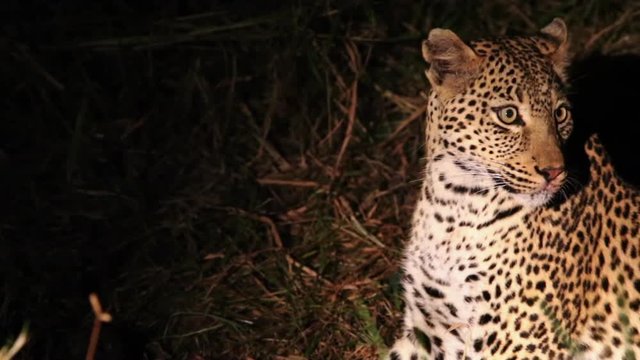 Close view of female leopard feeding on an antelope in the darkness in Greater Kruger National Park in South Africa. Spotlight shines on the leopard.